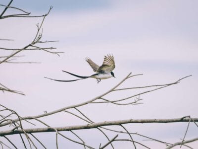 Birdwatching en Colombia, los mejores lugares para el avistamiento de aves
