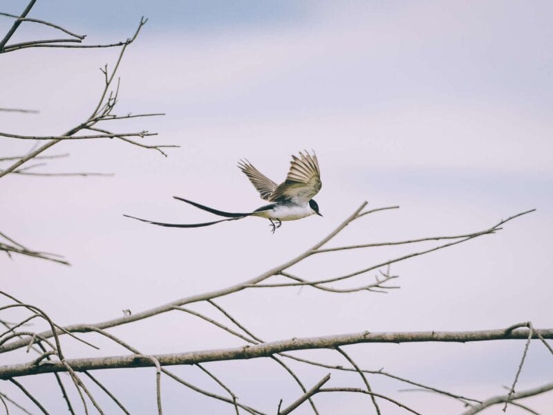 Birdwatching en Colombia, los mejores lugares para el avistamiento de aves
