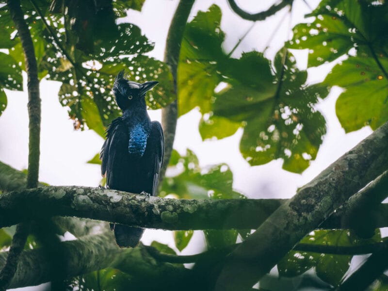 Birdwatching en Colombia, los mejores lugares para el avistamiento de aves