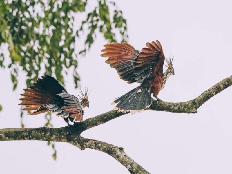 Birdwatching en Colombia, los mejores lugares para el avistamiento de aves