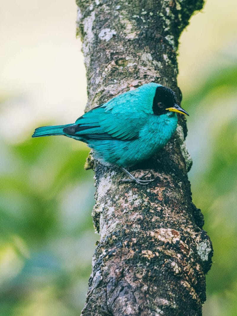 Birdwatching en Colombia, los mejores lugares para el avistamiento de aves