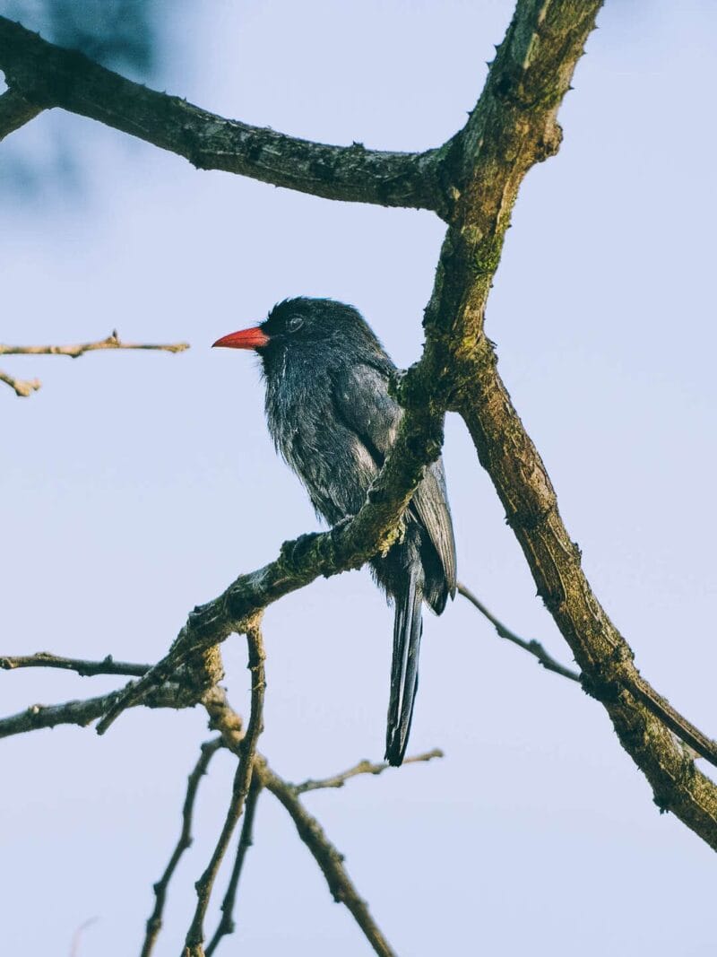 Birdwatching en Colombia, los mejores lugares para el avistamiento de aves