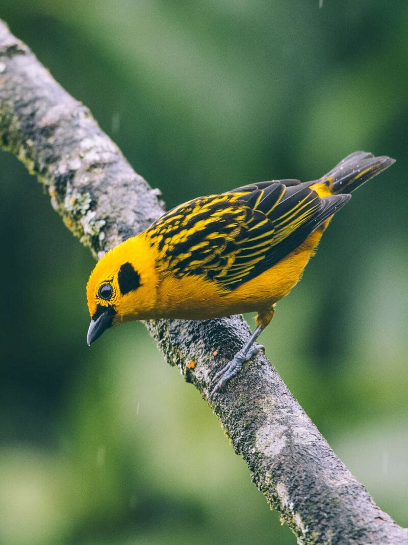 Birdwatching en Colombia, los mejores lugares para el avistamiento de aves