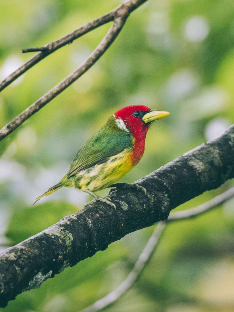 Birdwatching en Colombia, los mejores lugares para el avistamiento de aves