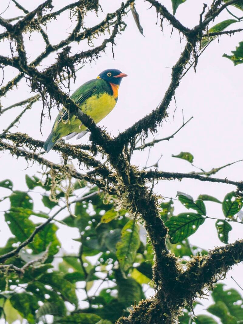Birdwatching en Colombia, los mejores lugares para el avistamiento de aves