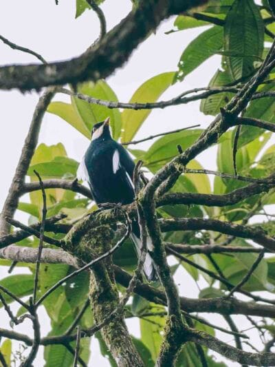 Birdwatching en Colombia, los mejores lugares para el avistamiento de aves