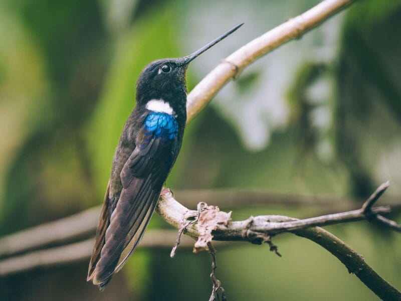 Birdwatching en Colombia, los mejores lugares para el avistamiento de aves