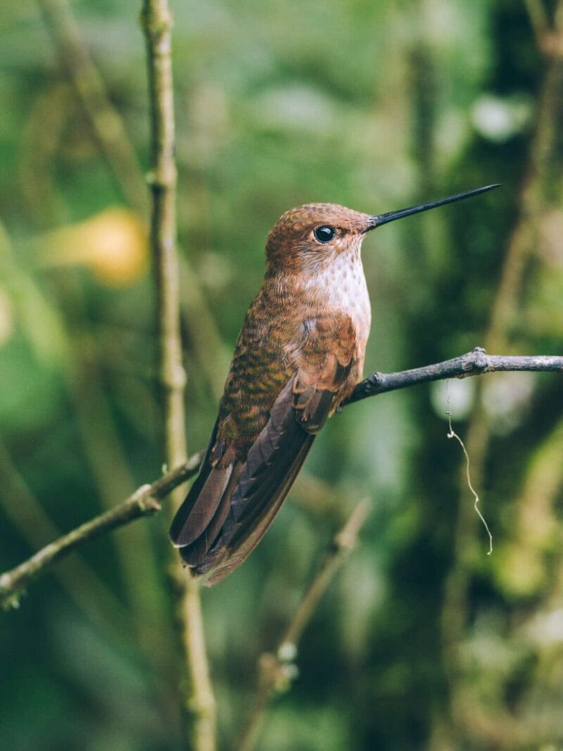 Birdwatching en Colombia, los mejores lugares para el avistamiento de aves