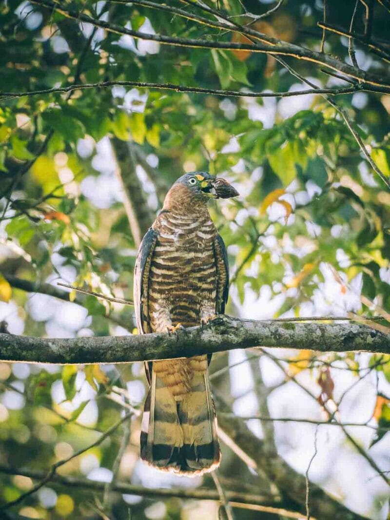 Birdwatching en Colombia, los mejores lugares para el avistamiento de aves