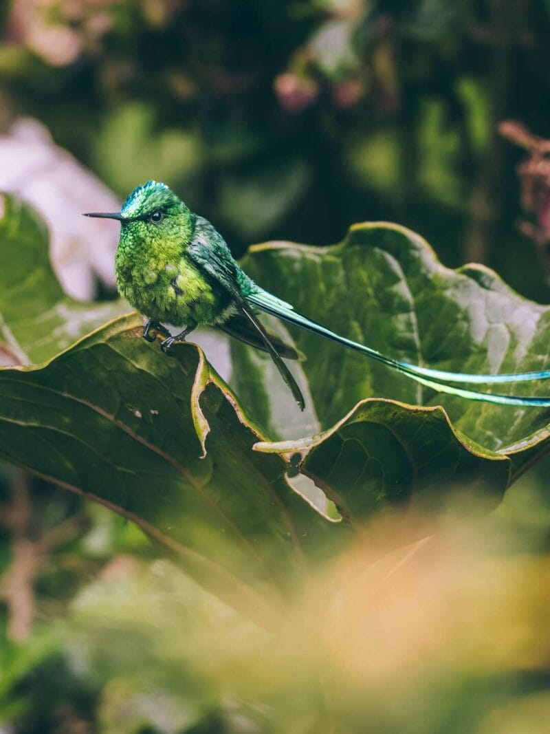 Birdwatching en Colombia, los mejores lugares para el avistamiento de aves