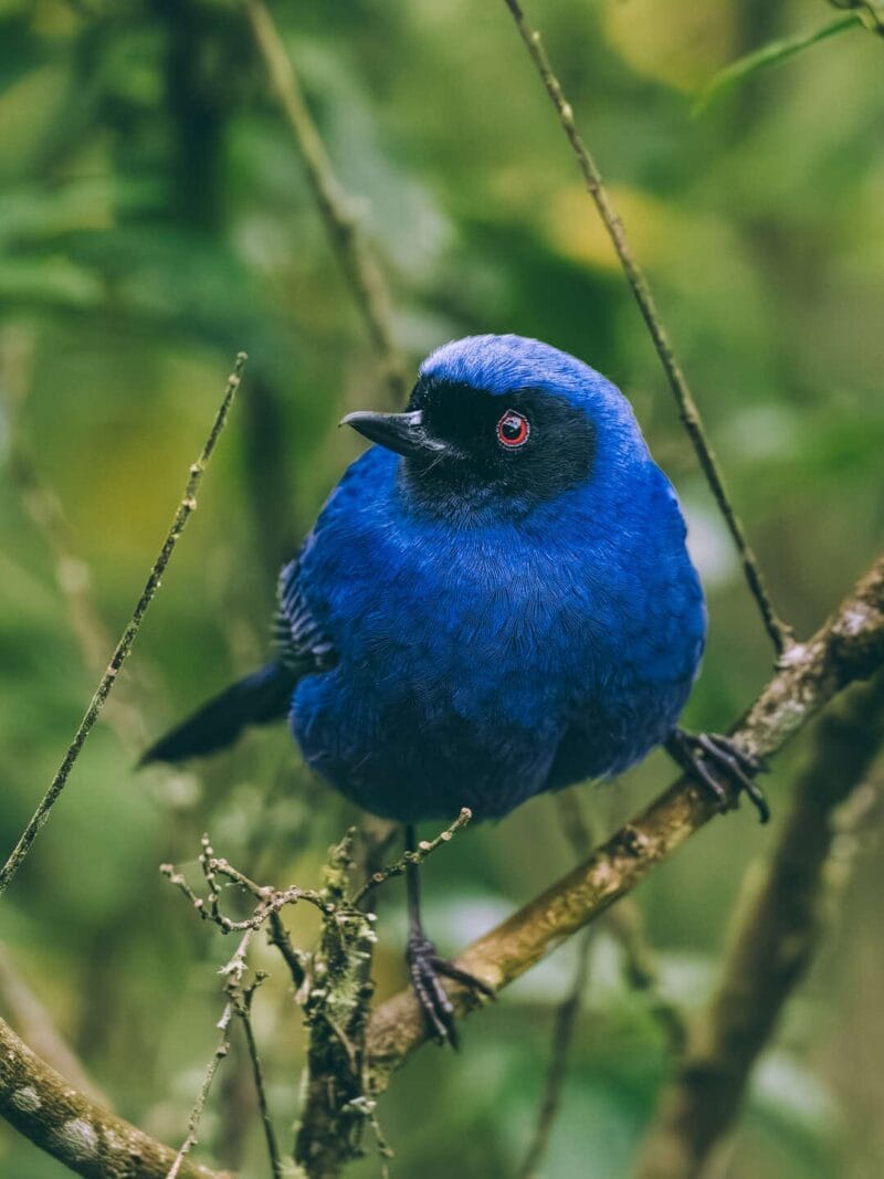 Birdwatching en Colombia, los mejores lugares para el avistamiento de aves