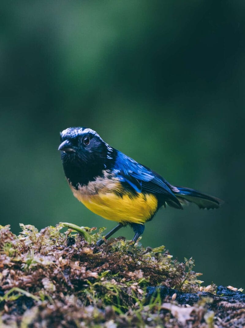 Birdwatching en Colombia, los mejores lugares para el avistamiento de aves