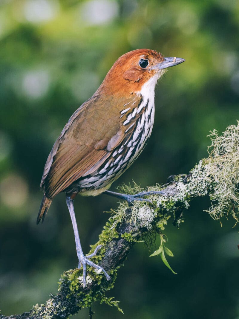 Birdwatching en Colombia, los mejores lugares para el avistamiento de aves
