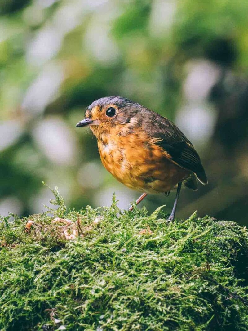 Birdwatching en Colombia, los mejores lugares para el avistamiento de aves