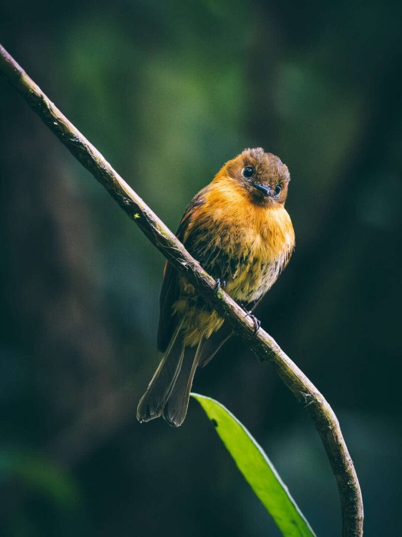 Birdwatching en Colombia, los mejores lugares para el avistamiento de aves
