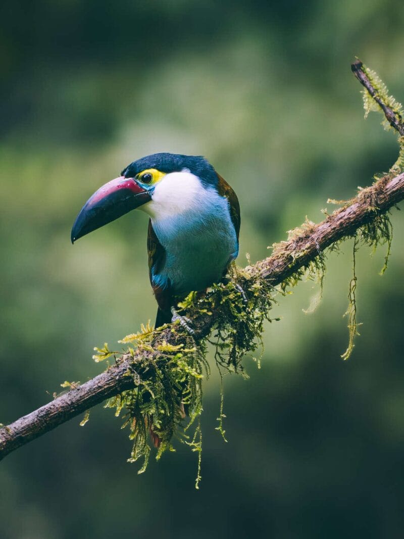 Birdwatching en Colombia, los mejores lugares para el avistamiento de aves
