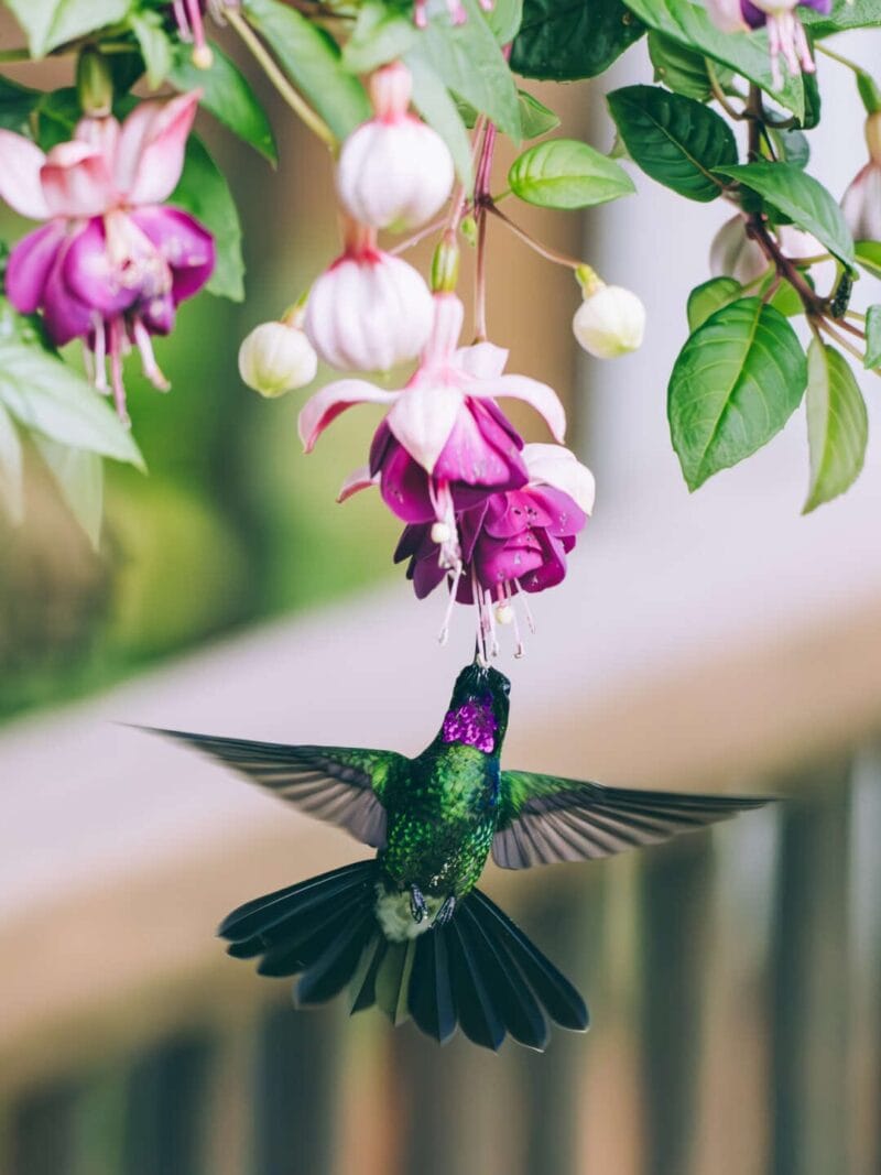 Birdwatching en Colombia, los mejores lugares para el avistamiento de aves