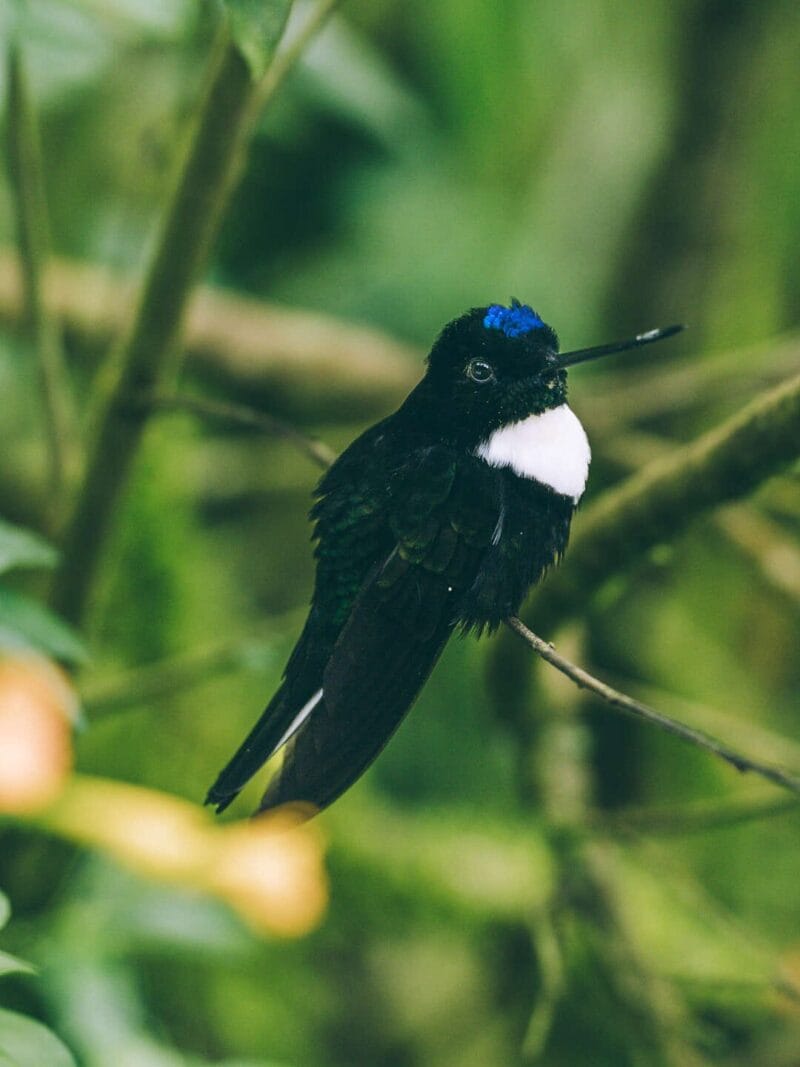 Birdwatching en Colombia, los mejores lugares para el avistamiento de aves