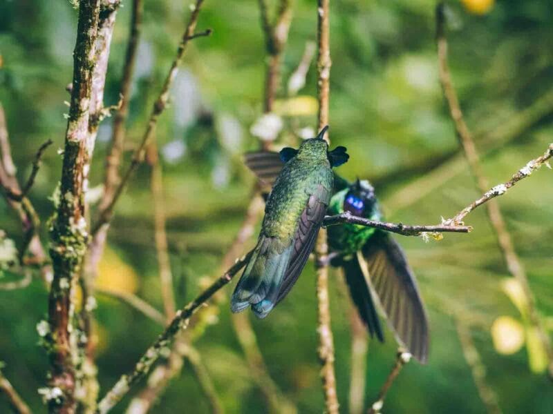 Birdwatching en Colombia, los mejores lugares para el avistamiento de aves