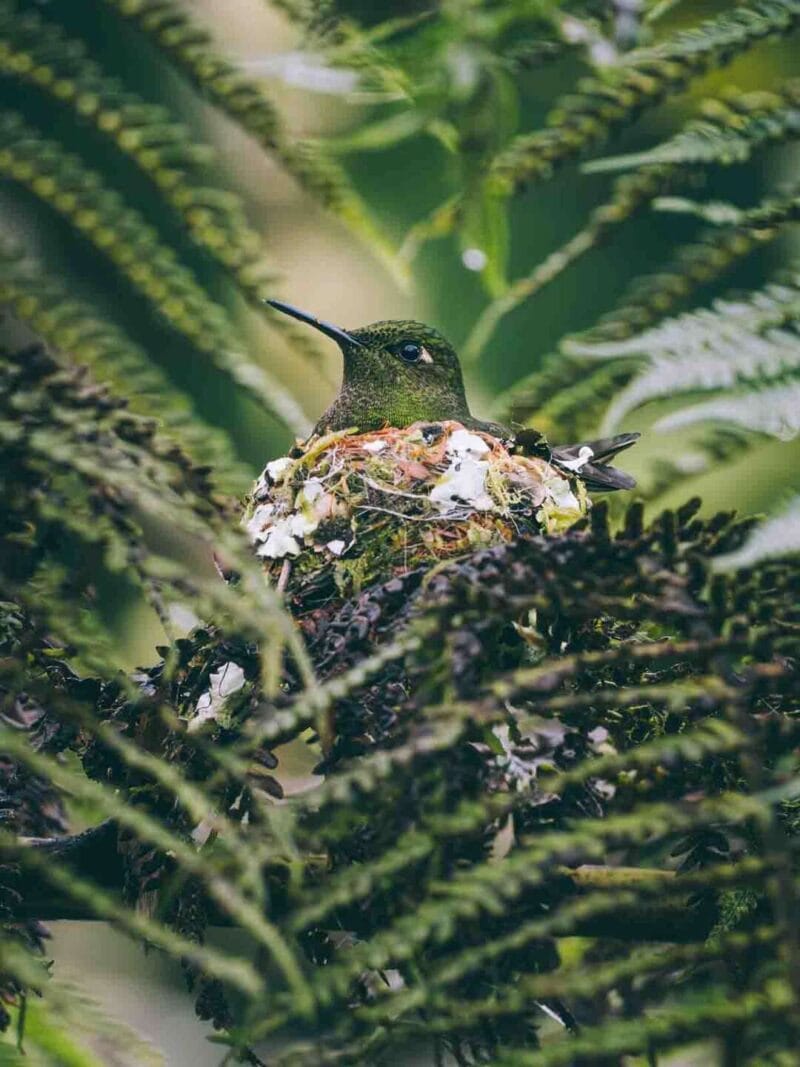 Birdwatching en Colombia, los mejores lugares para el avistamiento de aves