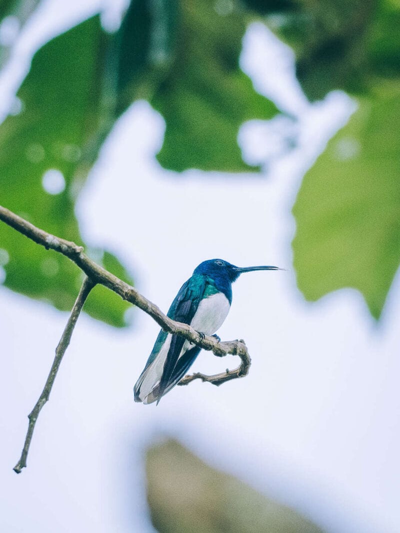 Birdwatching en Colombia, los mejores lugares para el avistamiento de aves
