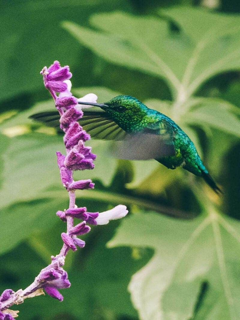 Birdwatching en Colombia, los mejores lugares para el avistamiento de aves