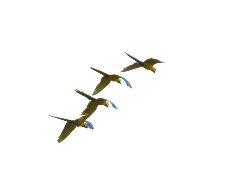 Birdwatching en Colombia, los mejores lugares para el avistamiento de aves