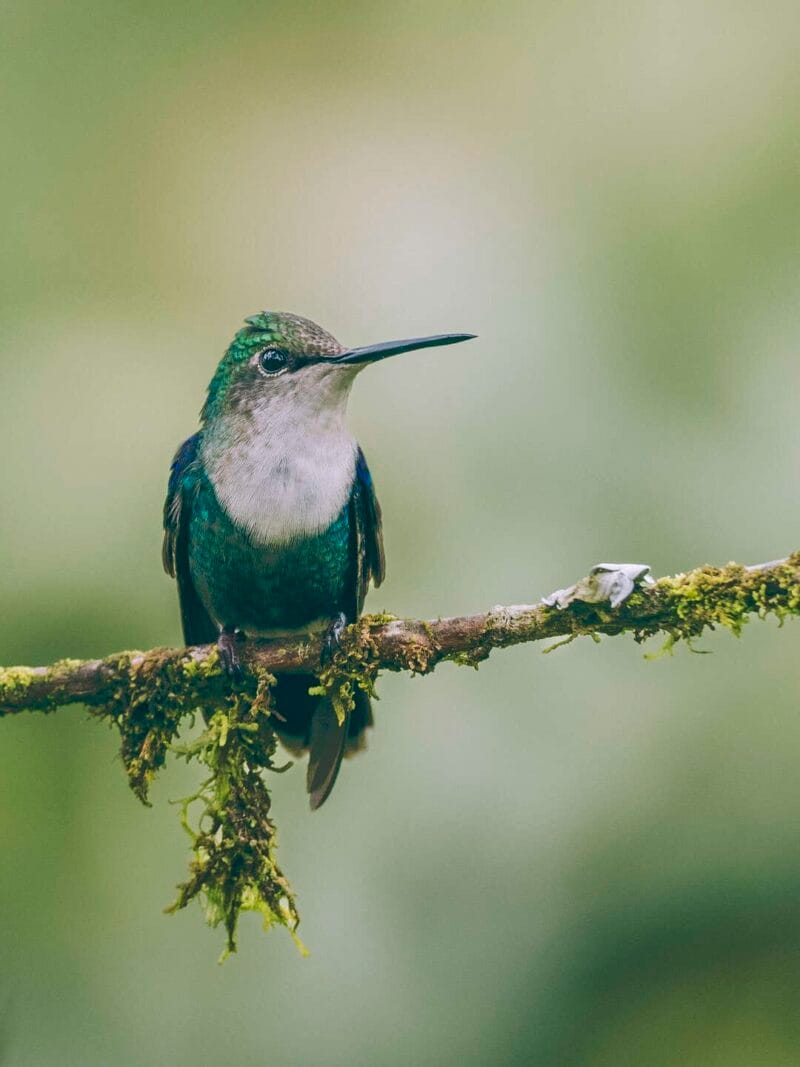 Birdwatching en Colombia, los mejores lugares para el avistamiento de aves