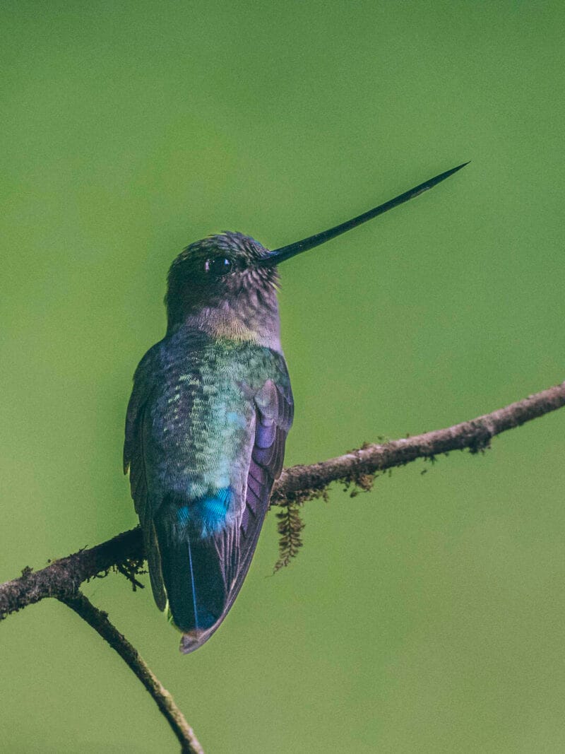 Birdwatching en Colombia, los mejores lugares para el avistamiento de aves