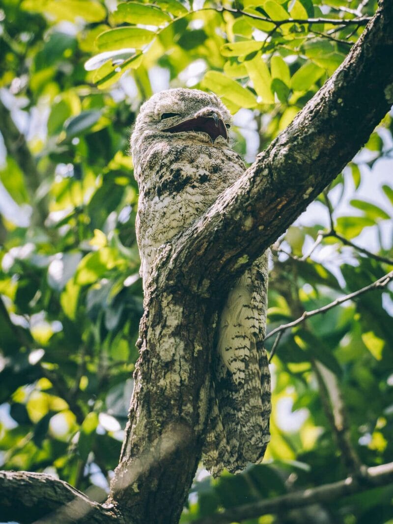 Birdwatching en Colombia, los mejores lugares para el avistamiento de aves