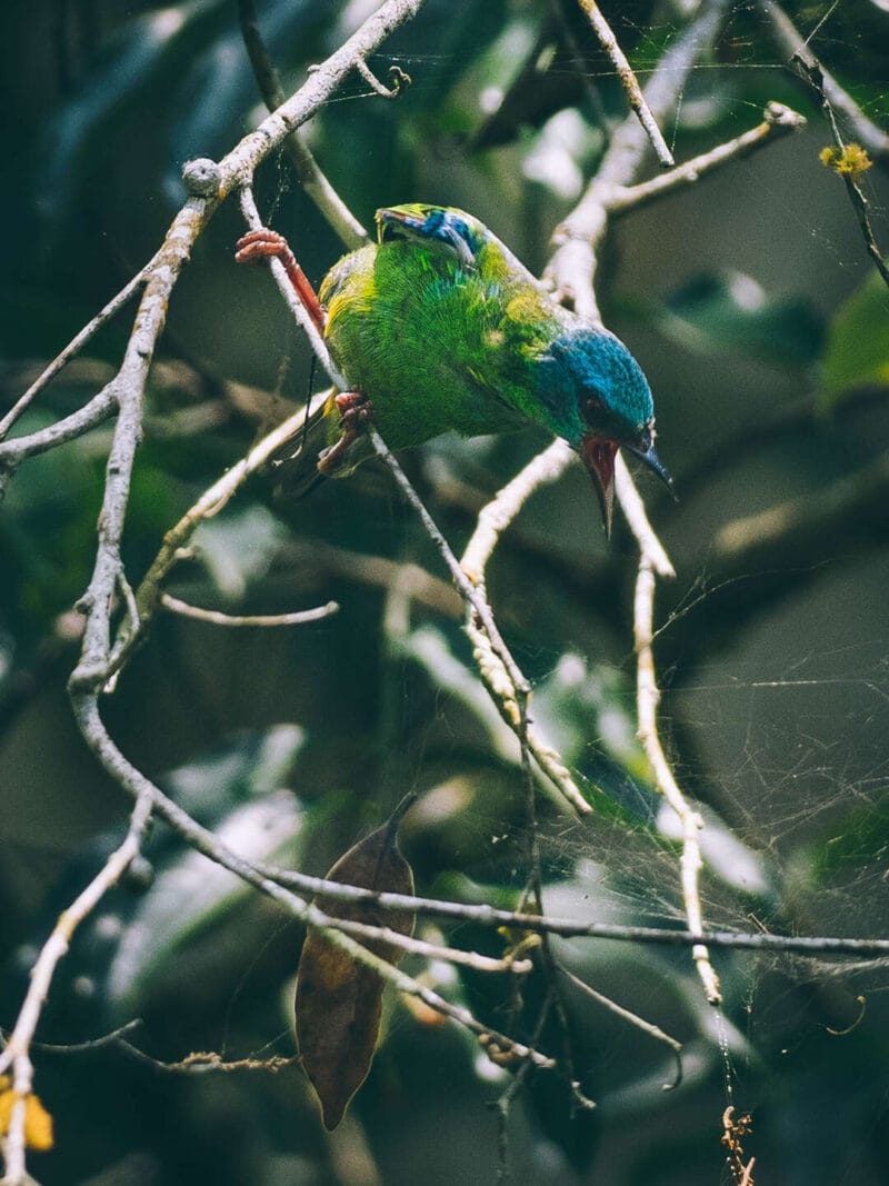 Birdwatching en Colombia, los mejores lugares para el avistamiento de aves
