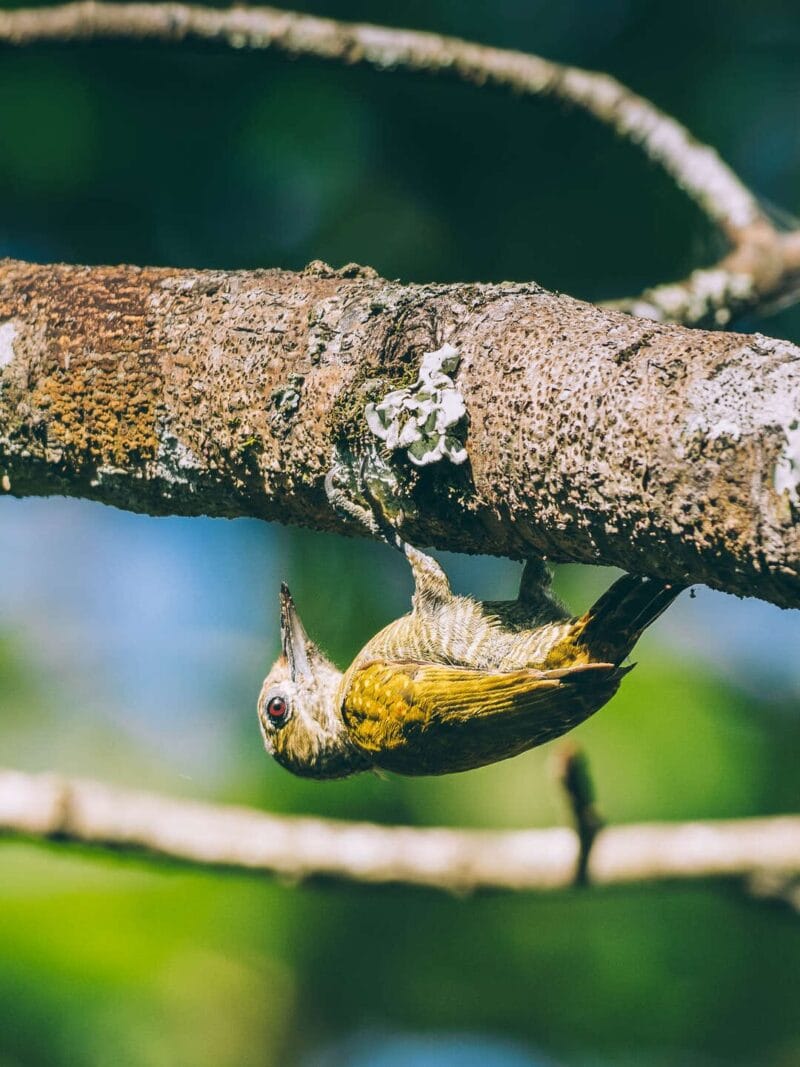 Birdwatching en Colombia, los mejores lugares para el avistamiento de aves