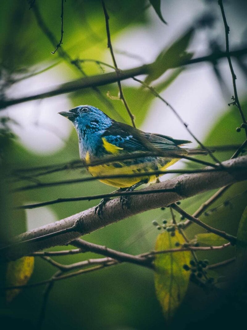 Birdwatching en Colombia, los mejores lugares para el avistamiento de aves