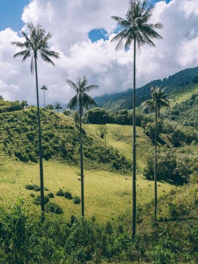 Que hacer en Murillo ? Entre palmas de cera, termales y trekking