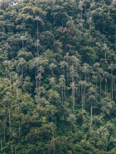 Que hacer en Murillo ? Entre palmas de cera, termales y trekking