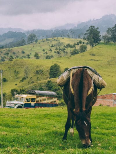 Que hacer en Murillo ? Entre palmas de cera, termales y trekking