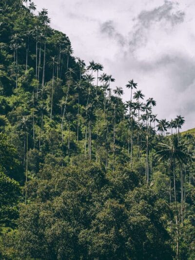 Que hacer en Murillo ? Entre palmas de cera, termales y trekking