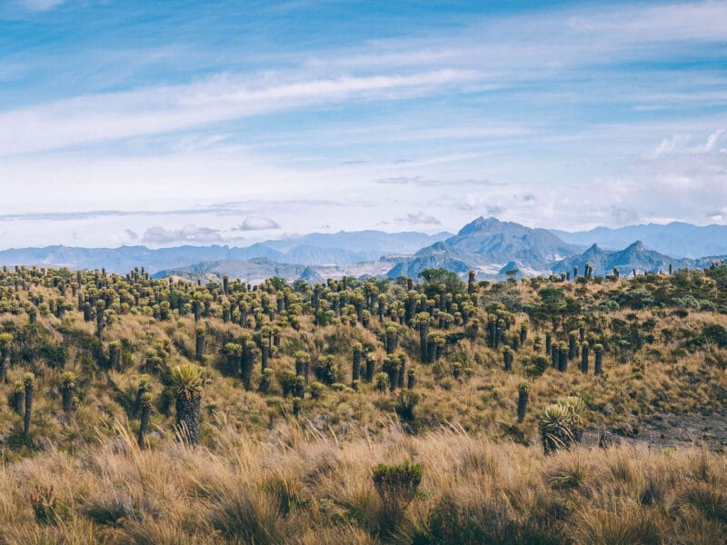Que hacer en Murillo ? Entre palmas de cera, termales y trekking