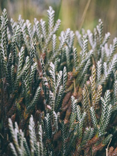 Trek al Nevado Santa Isabel, Parque nacional de los Nevados