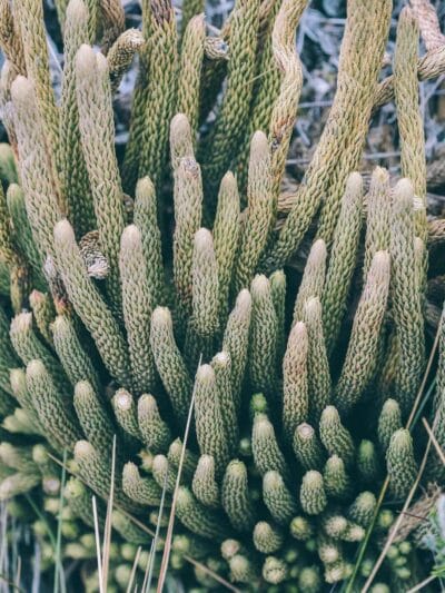 Trek al Nevado Santa Isabel, Parque nacional de los Nevados