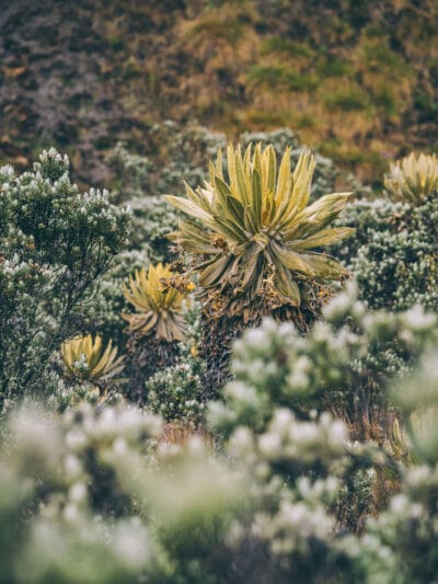 Trek al Nevado Santa Isabel, Parque nacional de los Nevados