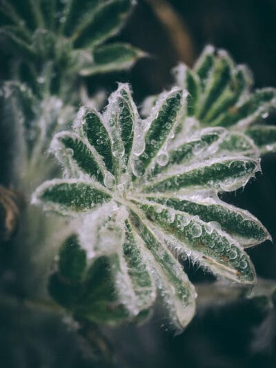 Trek al Nevado Santa Isabel, Parque nacional de los Nevados