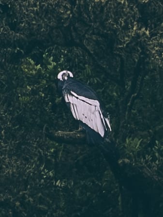 Trek al Nevado Santa Isabel, Parque nacional de los Nevados