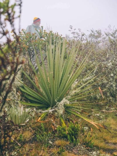 Pantano de Martus, en busca del oso de anteojos
