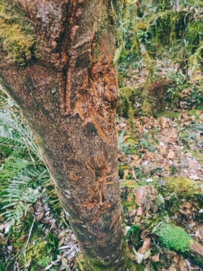 Pantano de Martus, en busca del oso de anteojos