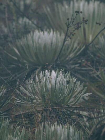 Pantano de Martus, en busca del oso de anteojos