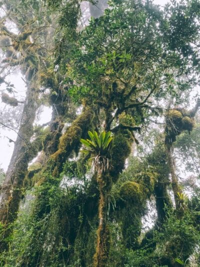 Pantano de Martus, en busca del oso de anteojos