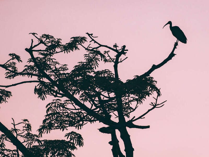 Por qué los hatos del Casanare albergan tanta fauna silvestre ?