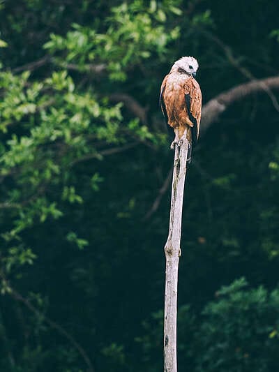 Por qué los hatos del Casanare albergan tanta fauna silvestre ?