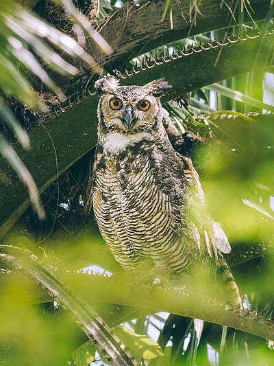 Por qué los hatos del Casanare albergan tanta fauna silvestre ?